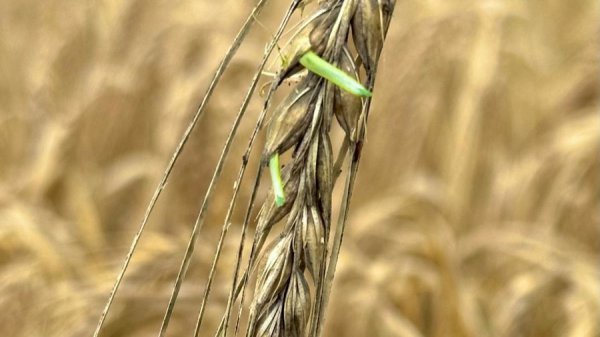 青稞萌芽最勤，江南大麦偏懒？大麦中就寝基因“闹钟”被破解